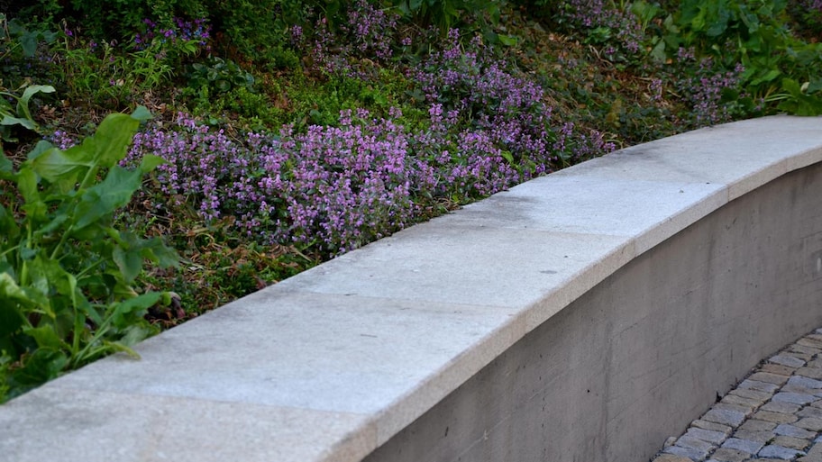 A concrete retaining wall with purple flowers on one side