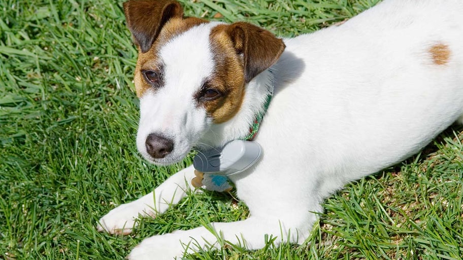 dog wearing a collar inside an invisible electric fence