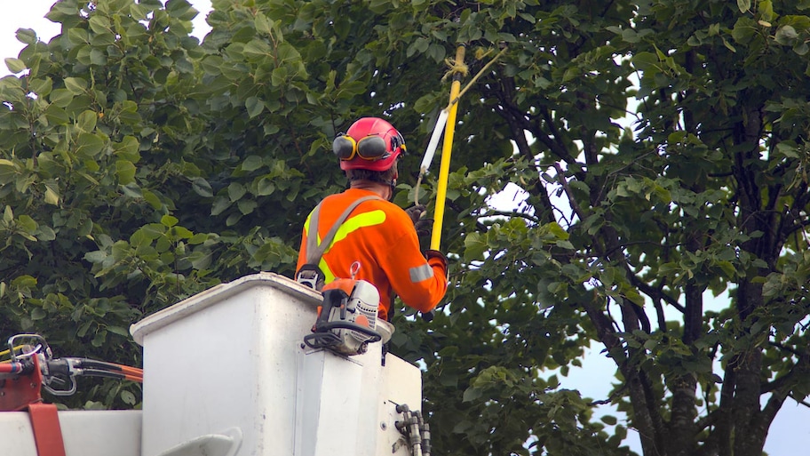 A gardener in a boom lift trimming a large tree