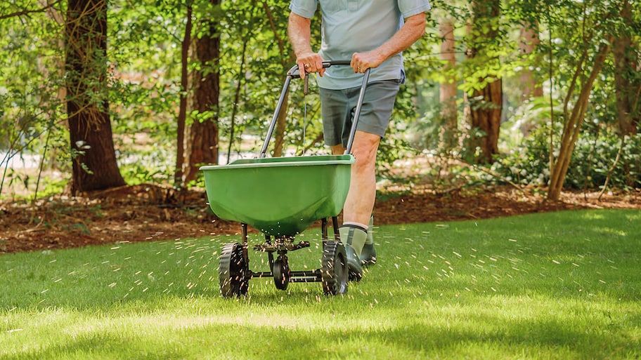 homeowner is fertilizing lawn with manual spreader