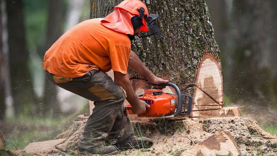 Person cutting a tree down